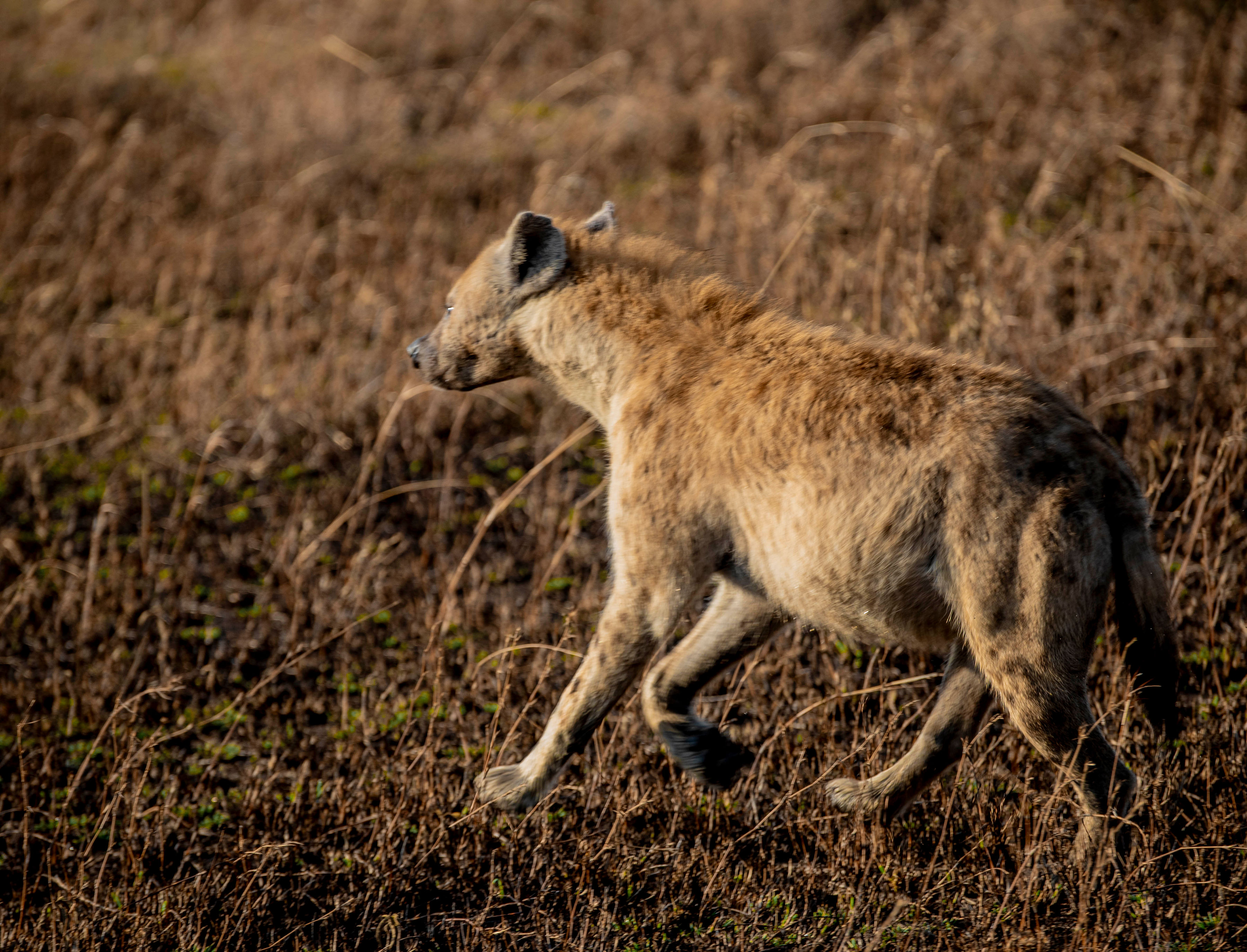 Image number 2 for Fly In Serengeti And Ngorongoro Camping Safari