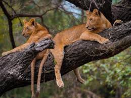 Image number 1 for Mount Kilimanjaro, Serengeti & Ngorongoro Adventure