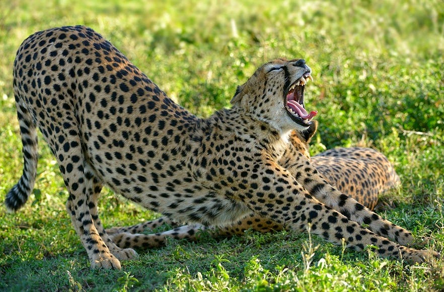 Image number 1 for High-end Tanzania Safari