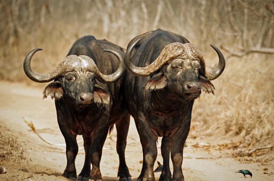 background image for - 4 Days Budget Camping Safari