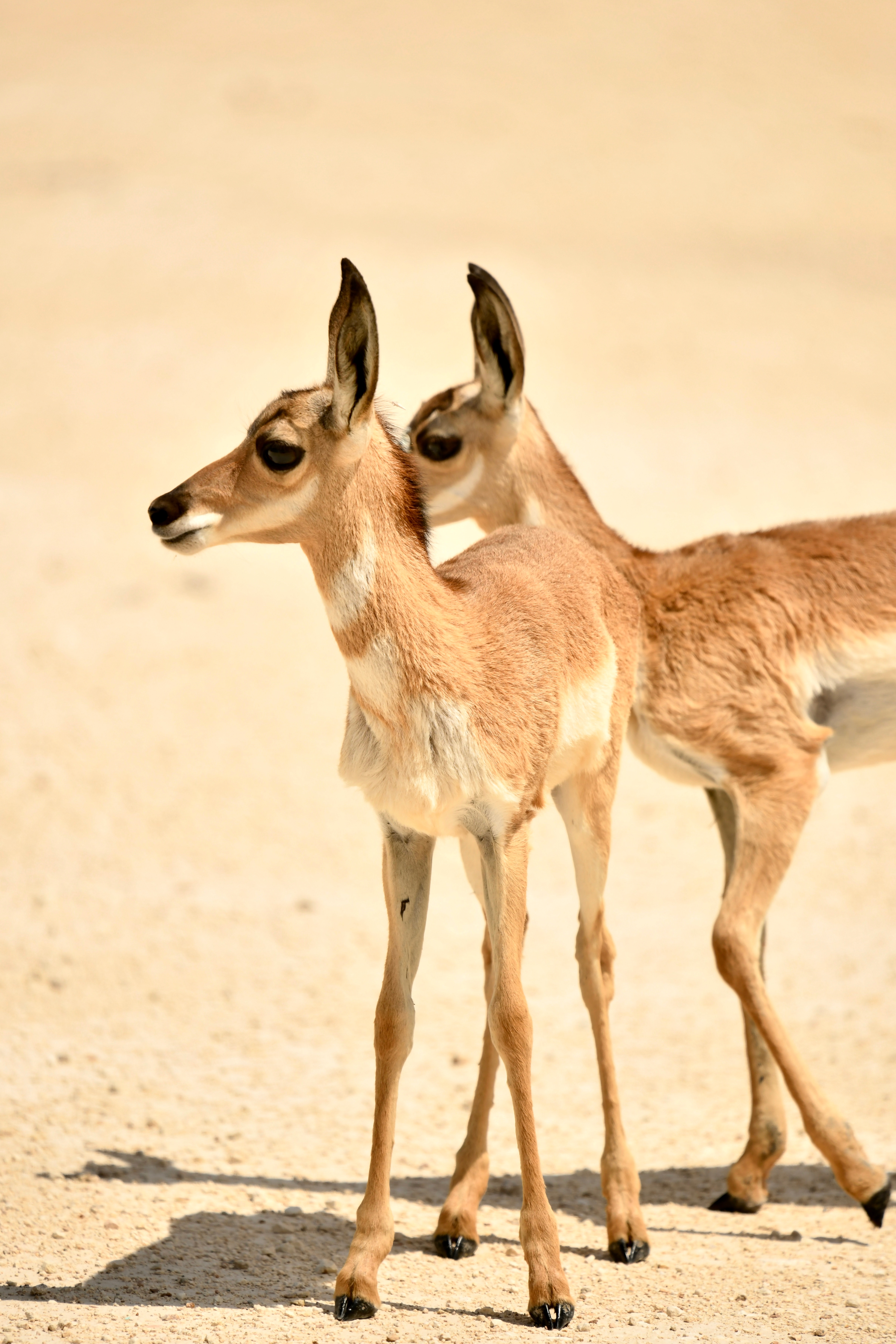 background image for - 4 Days Of Great Tanzania Migration