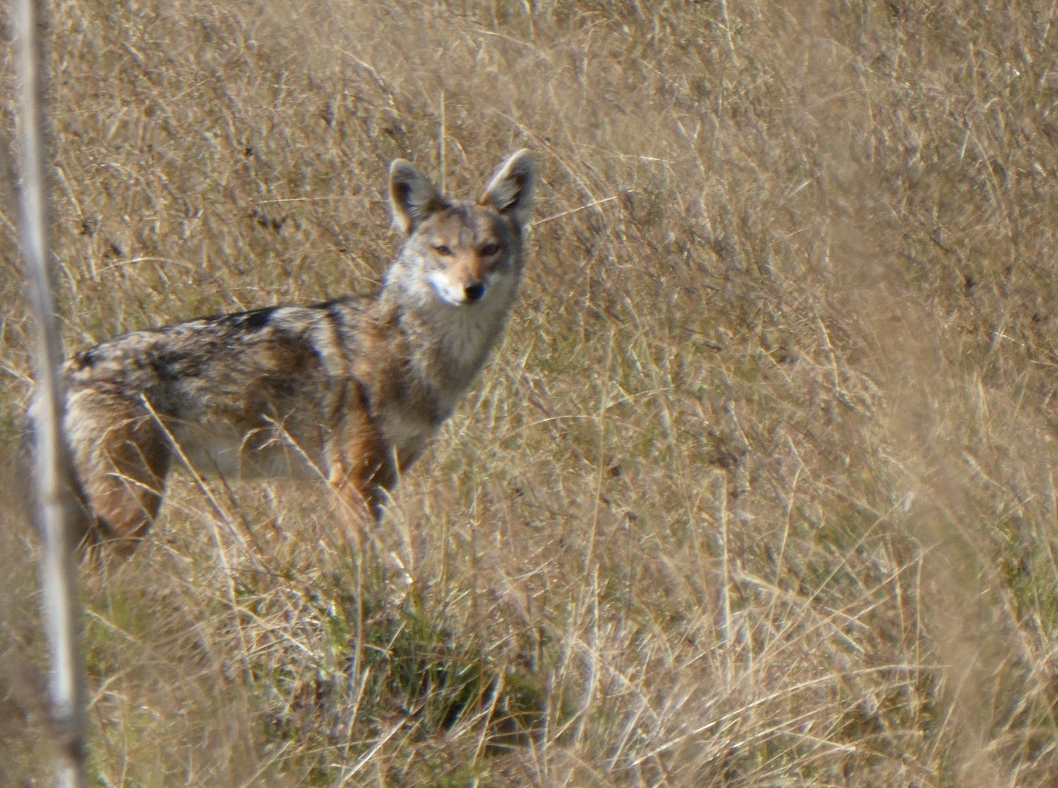 Image number 15 for 4 Days Bale Mountain Wild Life & Game Drive Tour