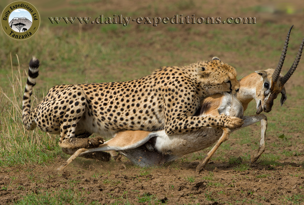 background image for - 2 Days 1 Night Mikumi Safari