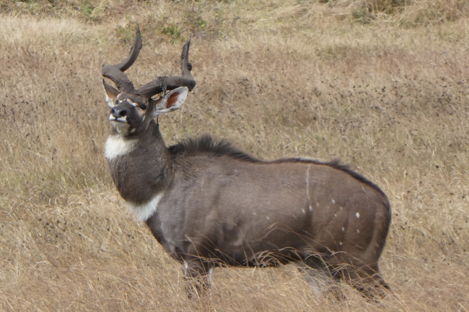 Image number 10 for 4 Days Bale Mountain Wild Life & Game Drive Tour
