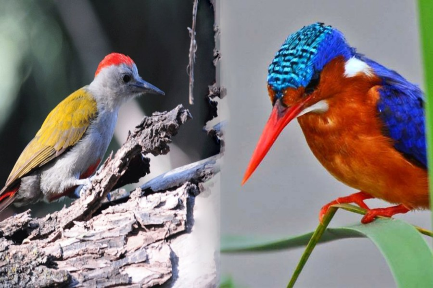 Image number 7 for 11-Day Ethiopia Birdwatching Adventure & Photograph Tour