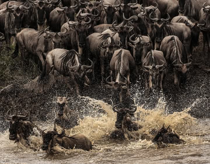 Image number 2 for Great Migration Ndutu Serengeti & Ngorongoro Trip