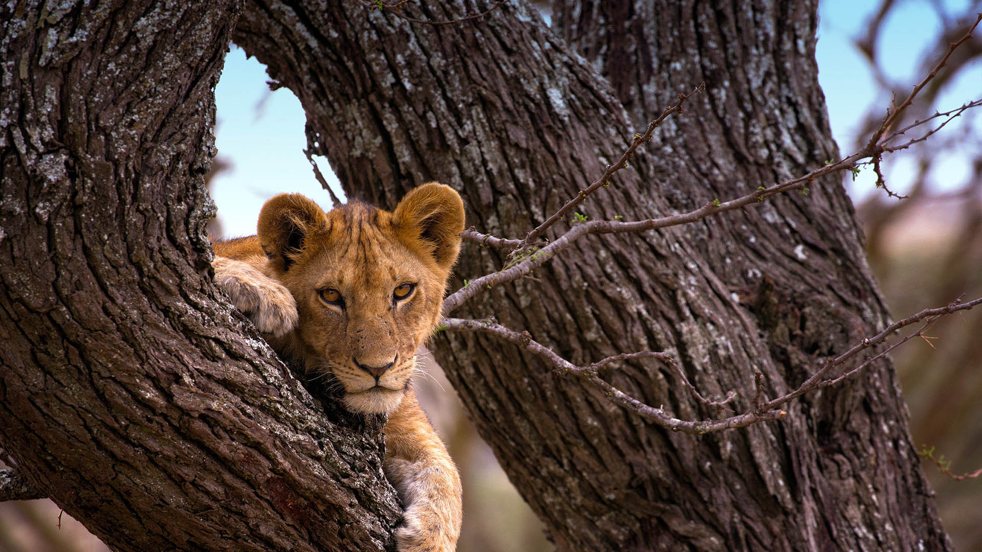 background image for - Big Five Tanzania Camping Safari 5 Days