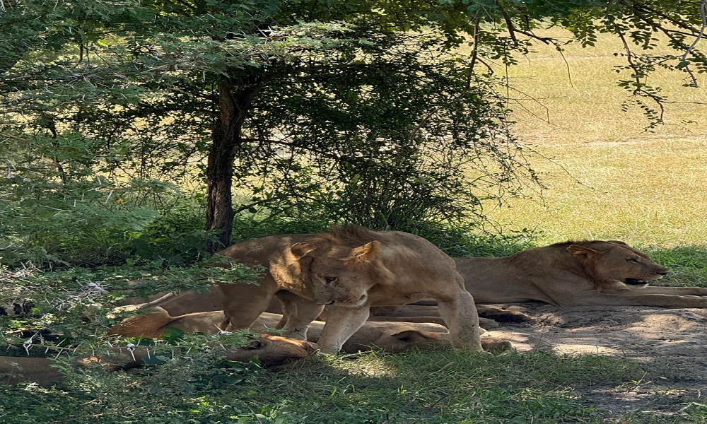 background image for - SELOUS SAFARI FROM ZANZIBAR 