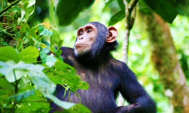 background image for - chimpanzee Trackking Experience