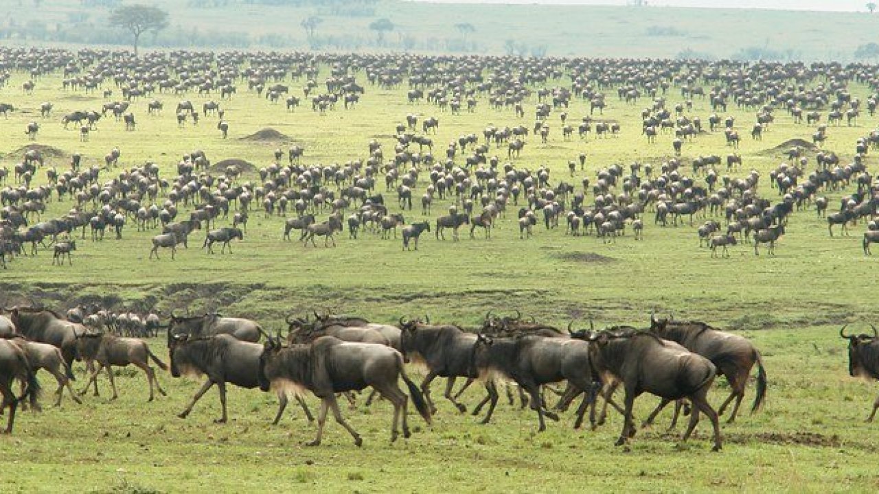 background image for - 6-Day Tanzania Wildebeest Migration