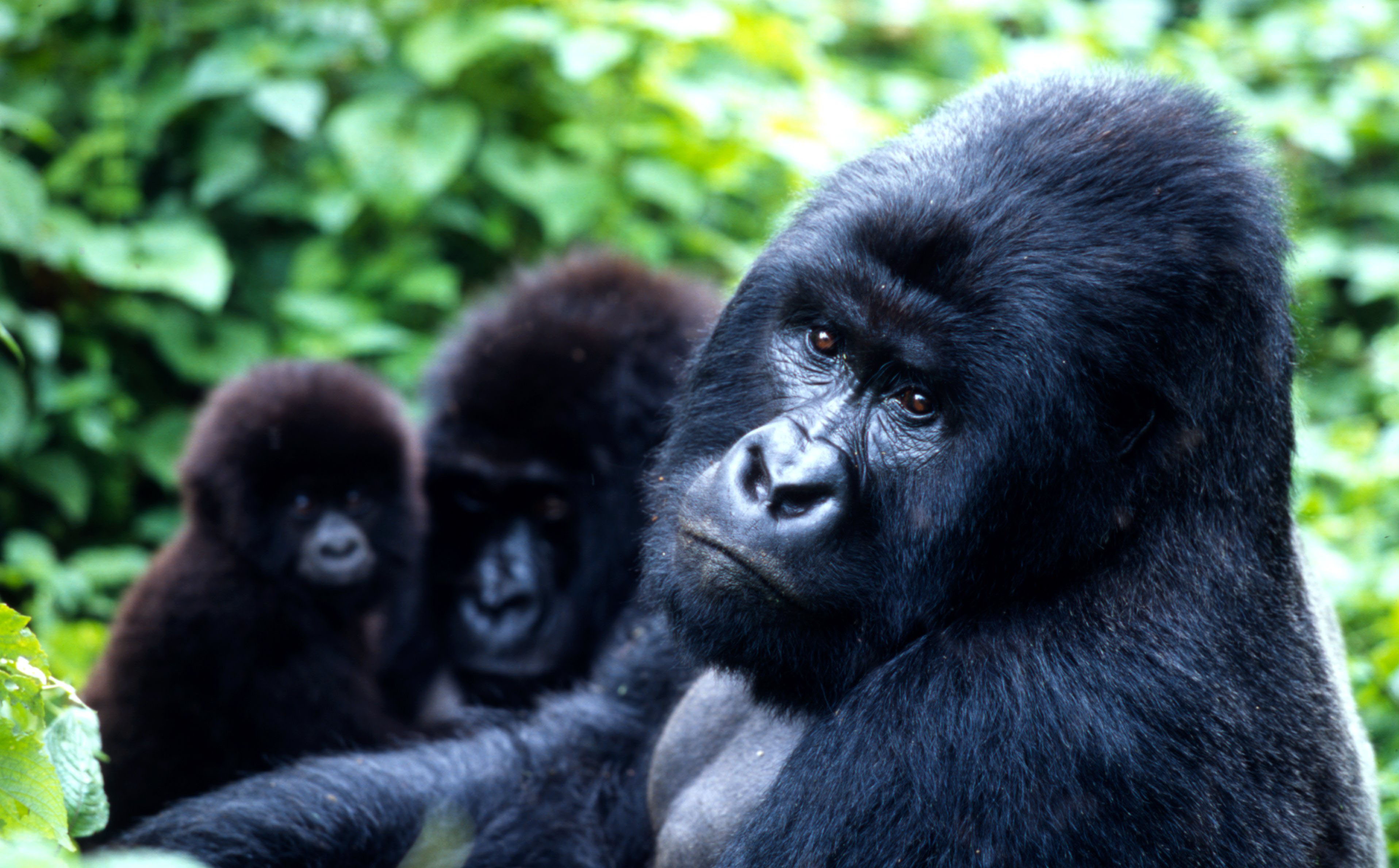 background image for - Gorilla Experience Uganda