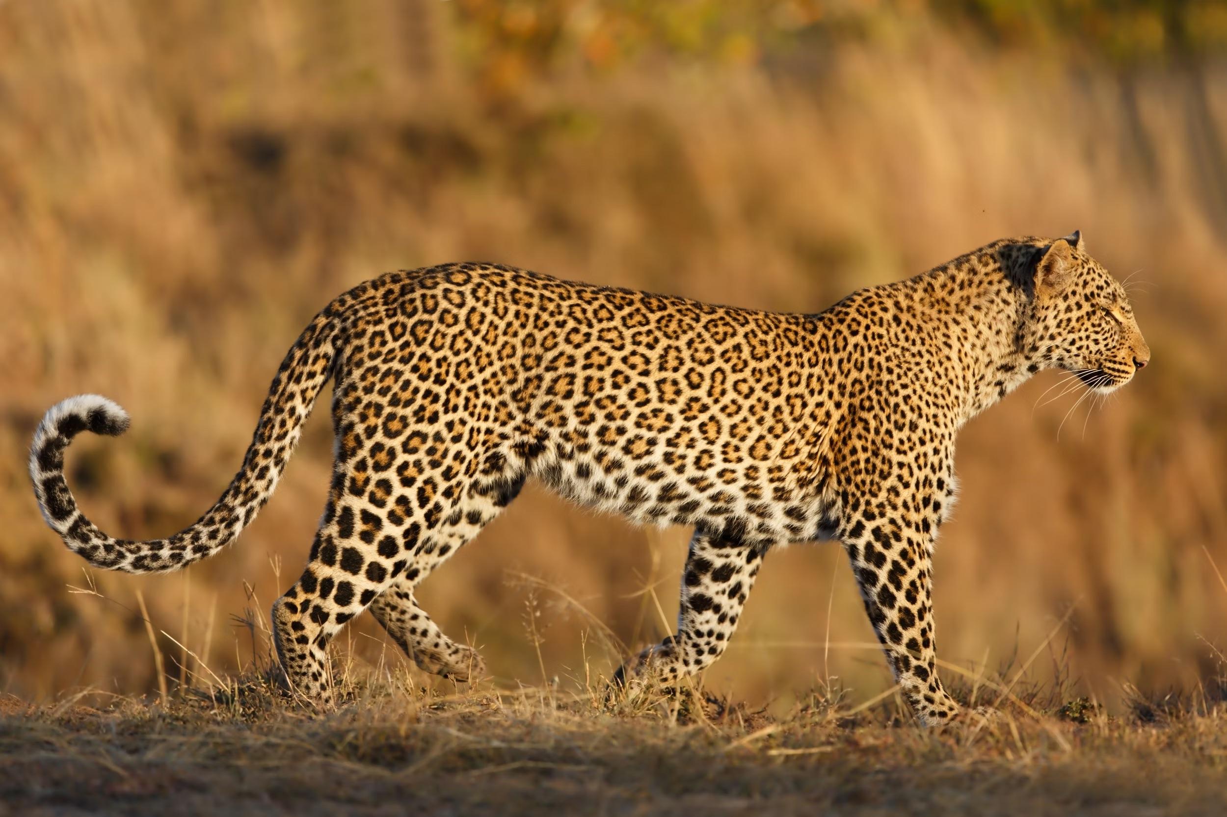 background image for - High-end Tanzania Safari