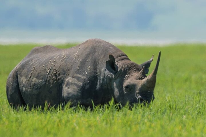 background image for - Tanzania Big Five Safari