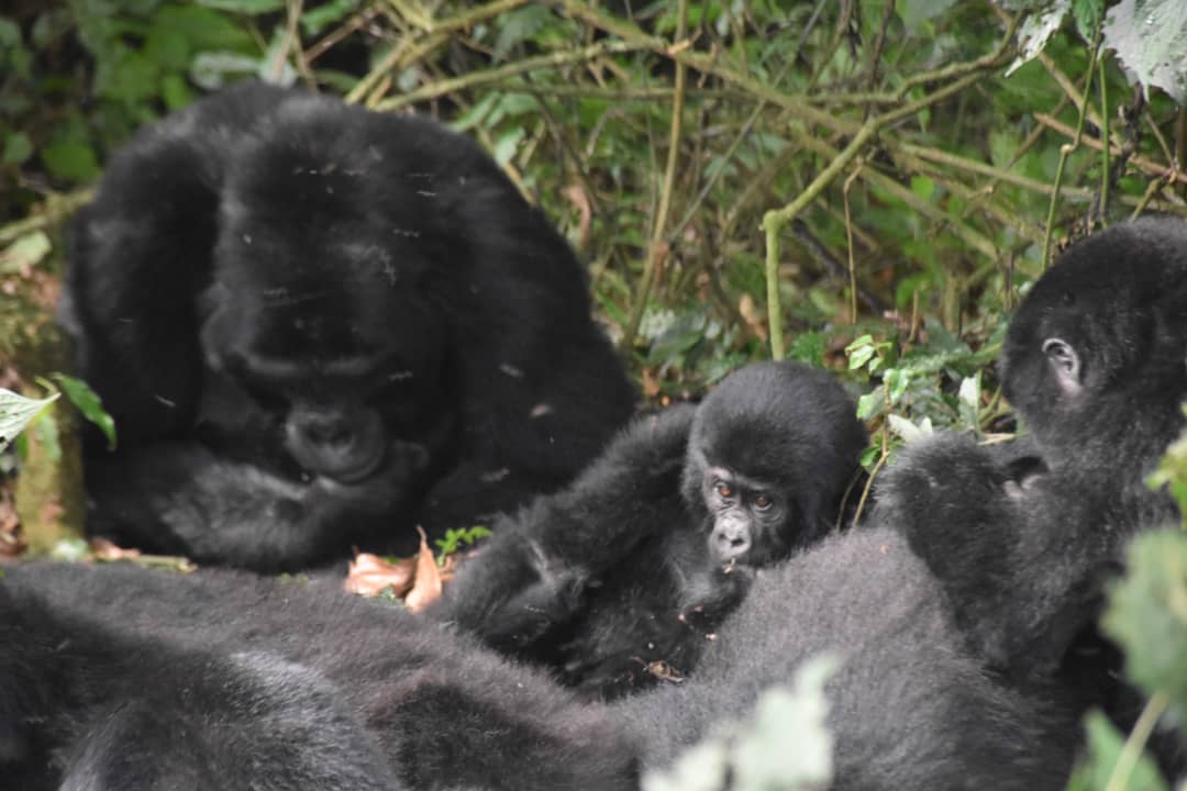 background image for - 3-Day Gorilla & Golden Monkey Trekking 