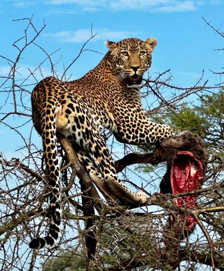 background image for - Day Trip Safari