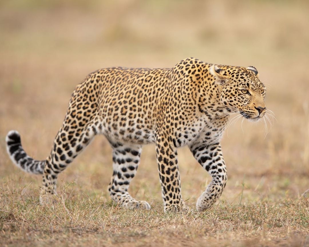 Image number 1 for 7 Day Tanzania Camping Safari