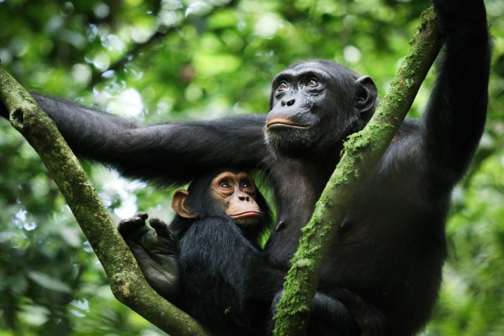 Image number 2 for 3- Day Kibale Chimpanzee Trekking Tour 