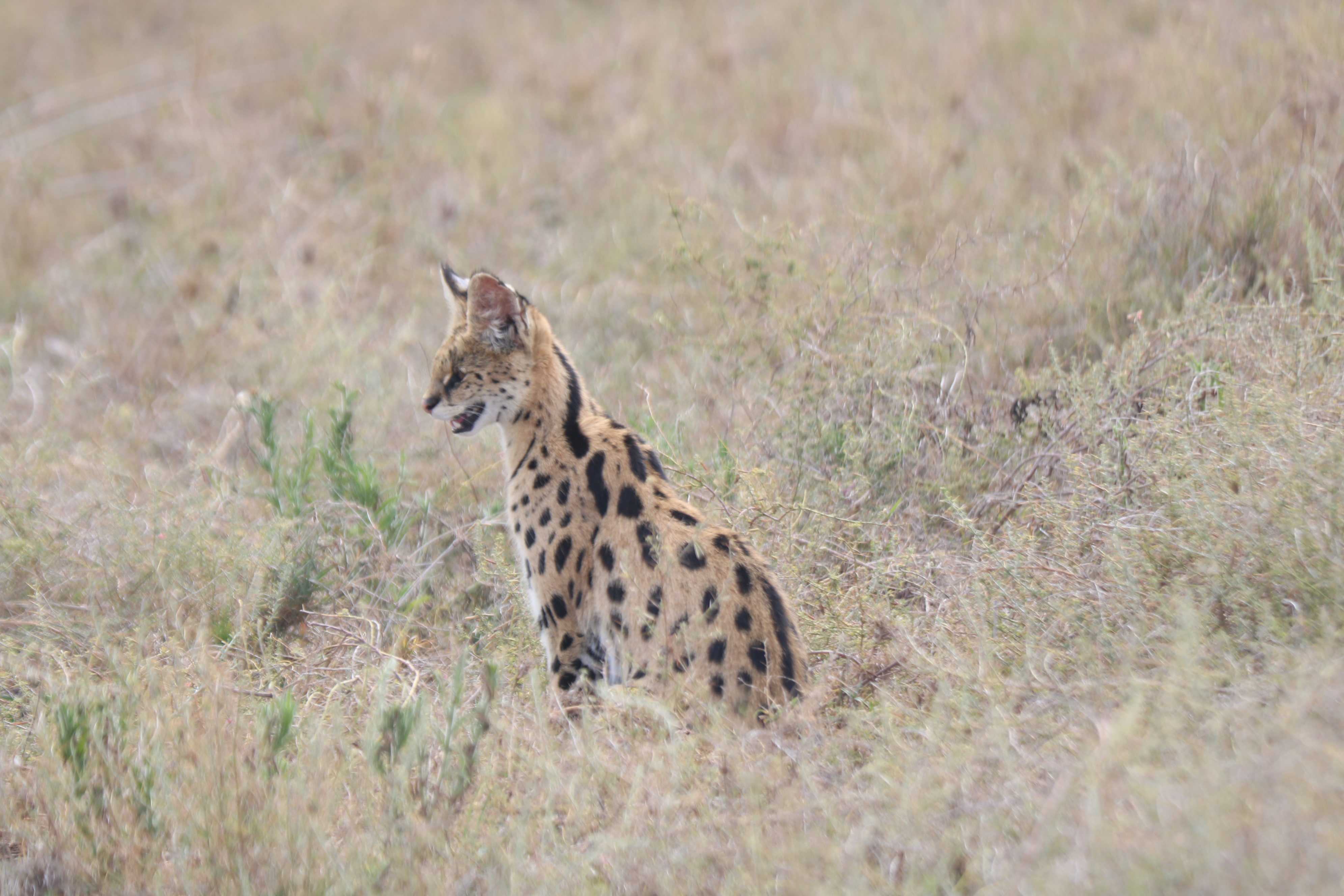 background image for - 3 Days Wildlife Safari