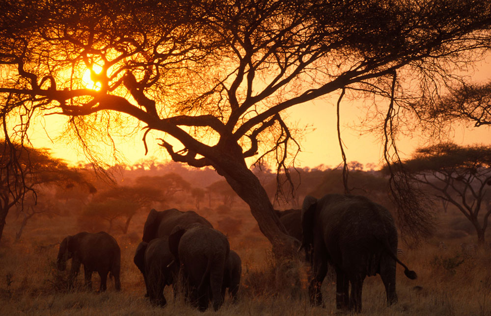 background image for - 2-Days Tanzania Wonderful Safari