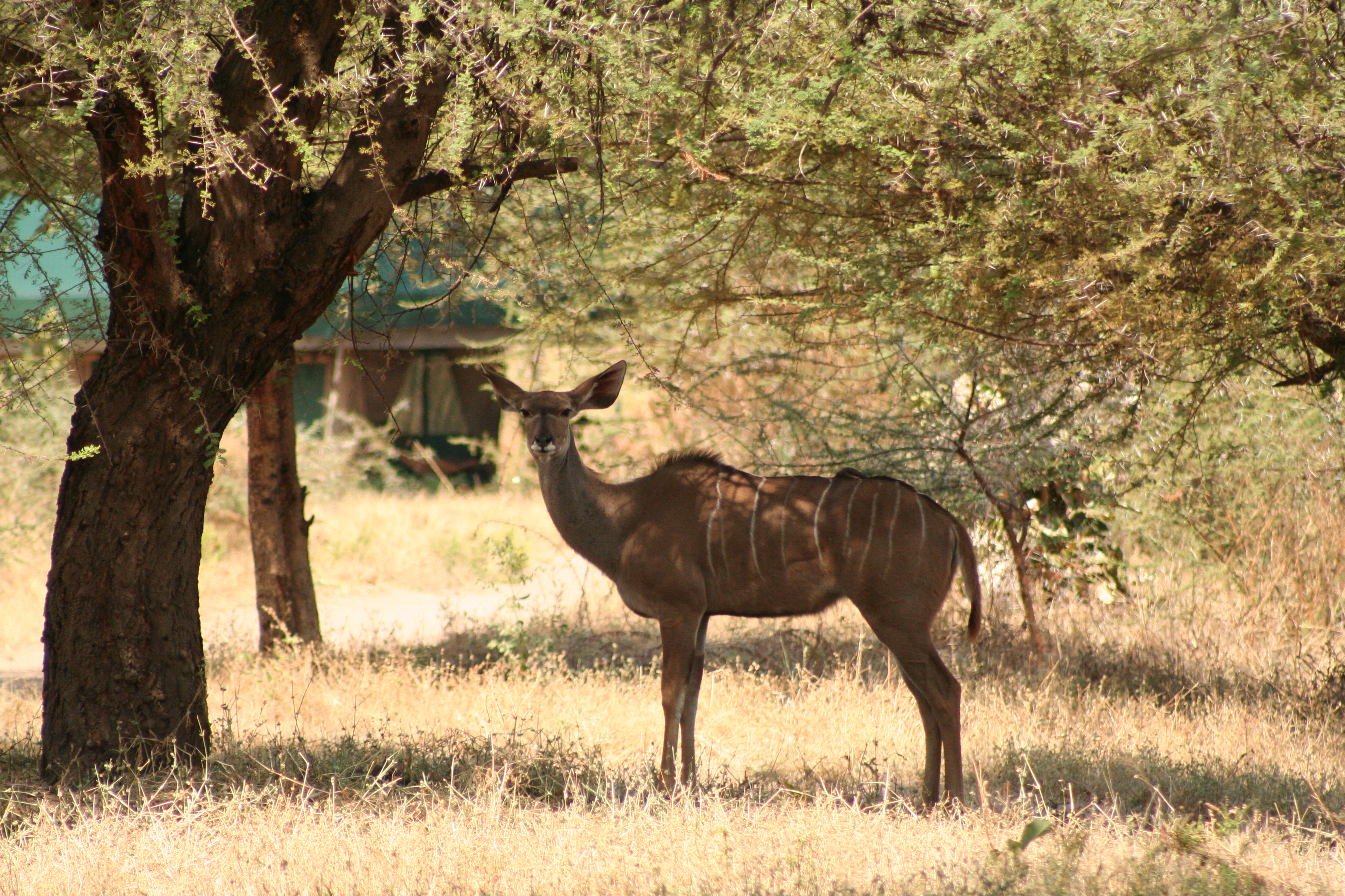 background image for - Great Ruaha Wildlife Safari