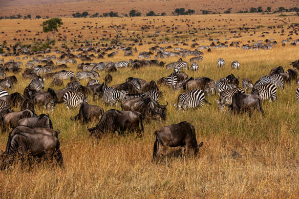 background image for - 5-Days Arusha, Serengeti, Ngorongoro & Tarangire