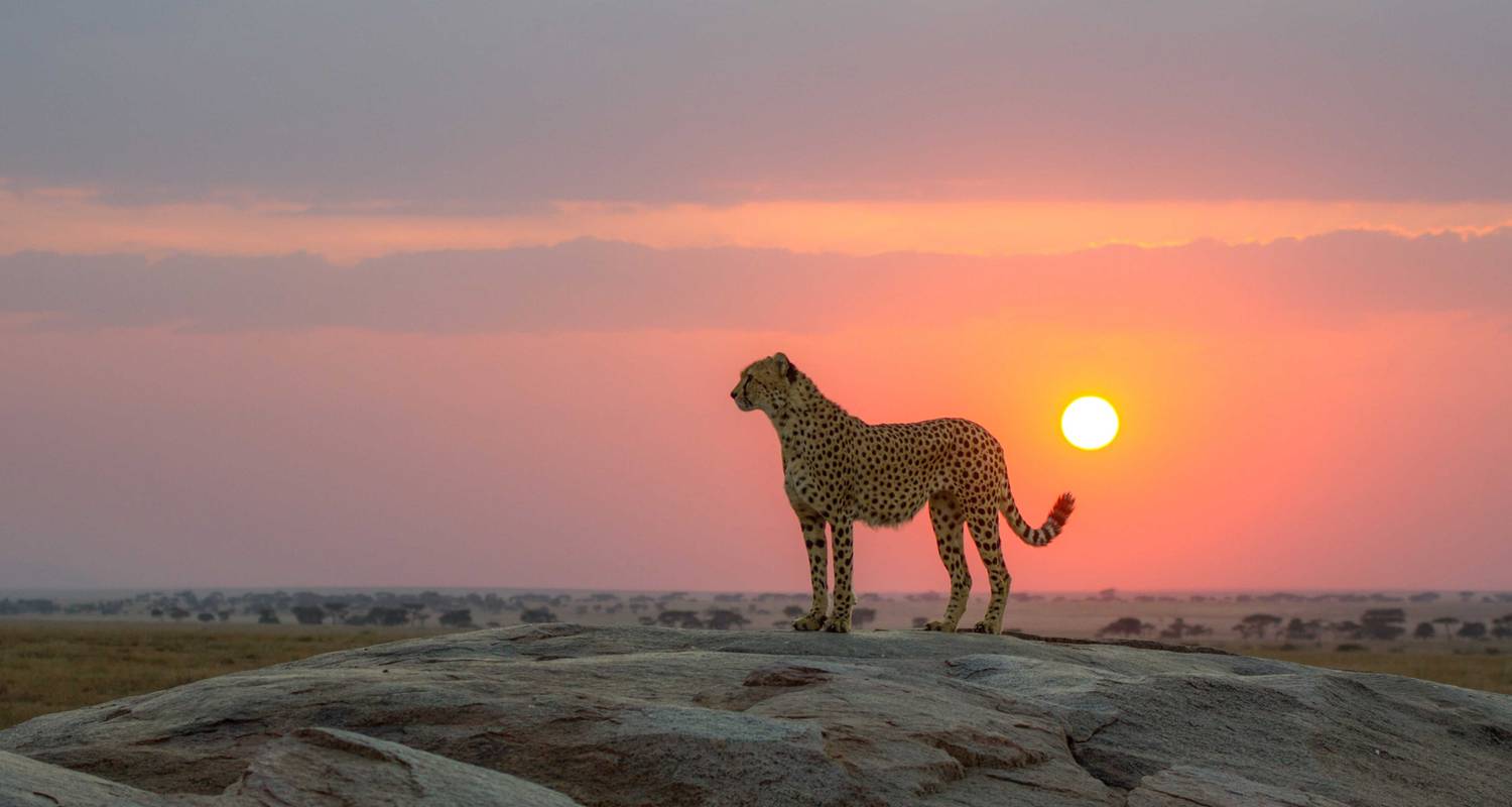 background image for - Serengeti Wildebeest Migration Safari