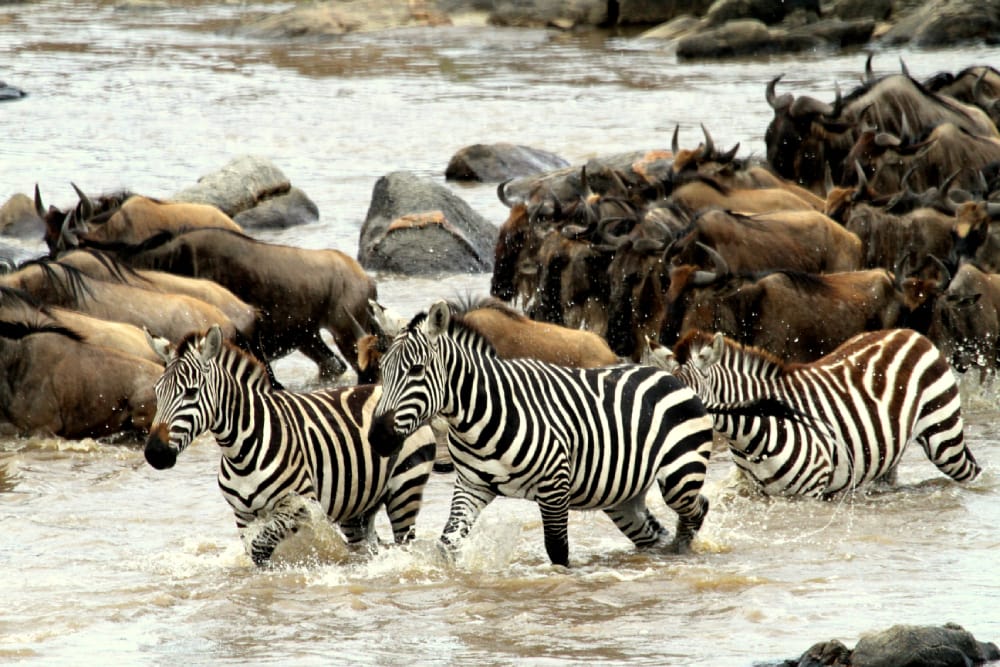 background image for - 5- Days Serengeti Migration Safari