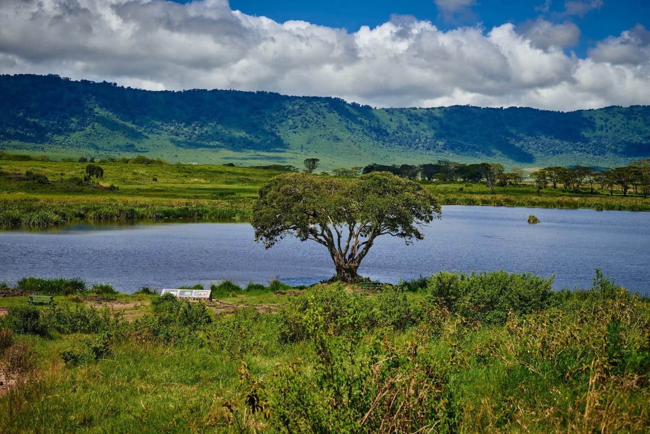 background image for - Ndutu Luxury Calving Season Migration Tanzania Safari