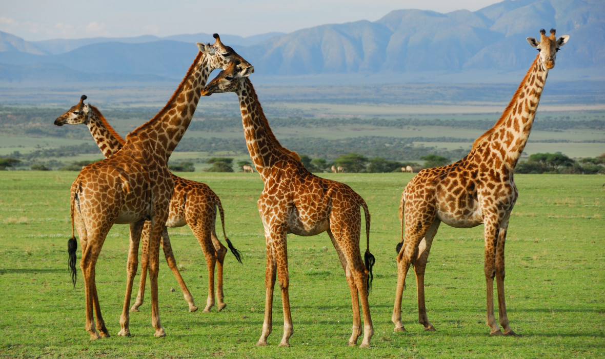 Image number 13 for  Serengeti Wildebeest Migration Safari Experience