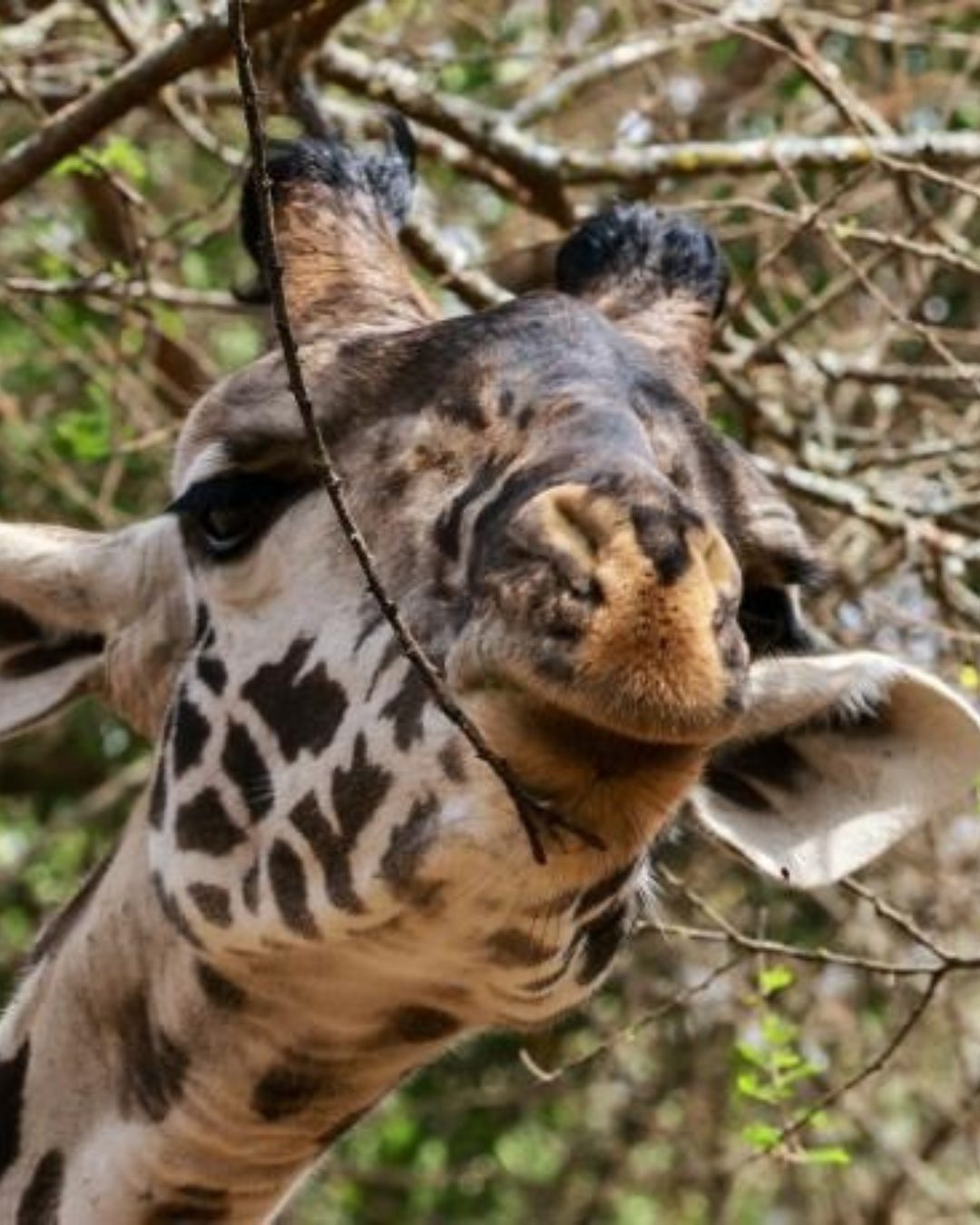 Image number 1 for 5-Day Tanzania Safari Selous, Mikumi & Boat Adventure
