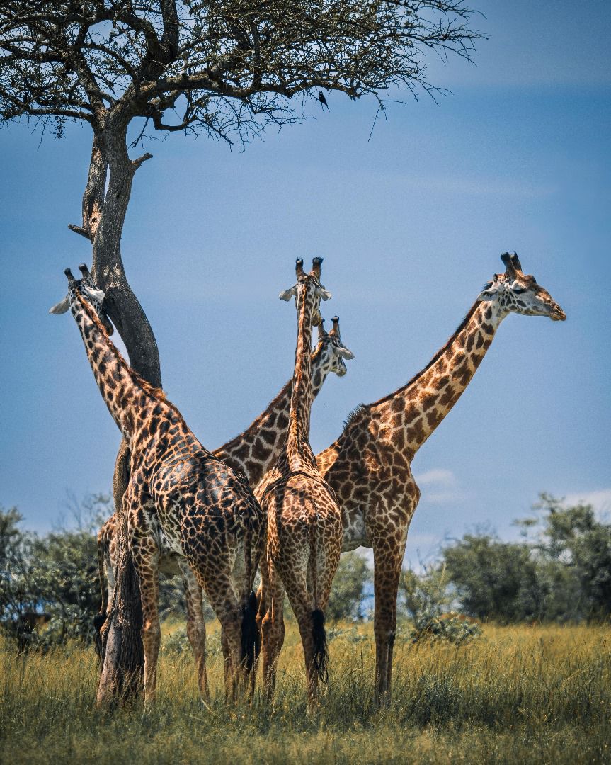 Image number 2 for 3-Day Forever In The Wild – Luxury Anniversary Safari