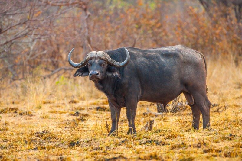 background image for - 2 Days Tanzania Private Safari