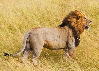 Image number 1 for 1-Day Tanzania Safari To Ngorongoro Adventure