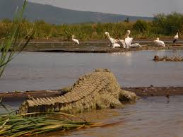Image number 16 for 12-Day Ethiopian Family Safari Holiday