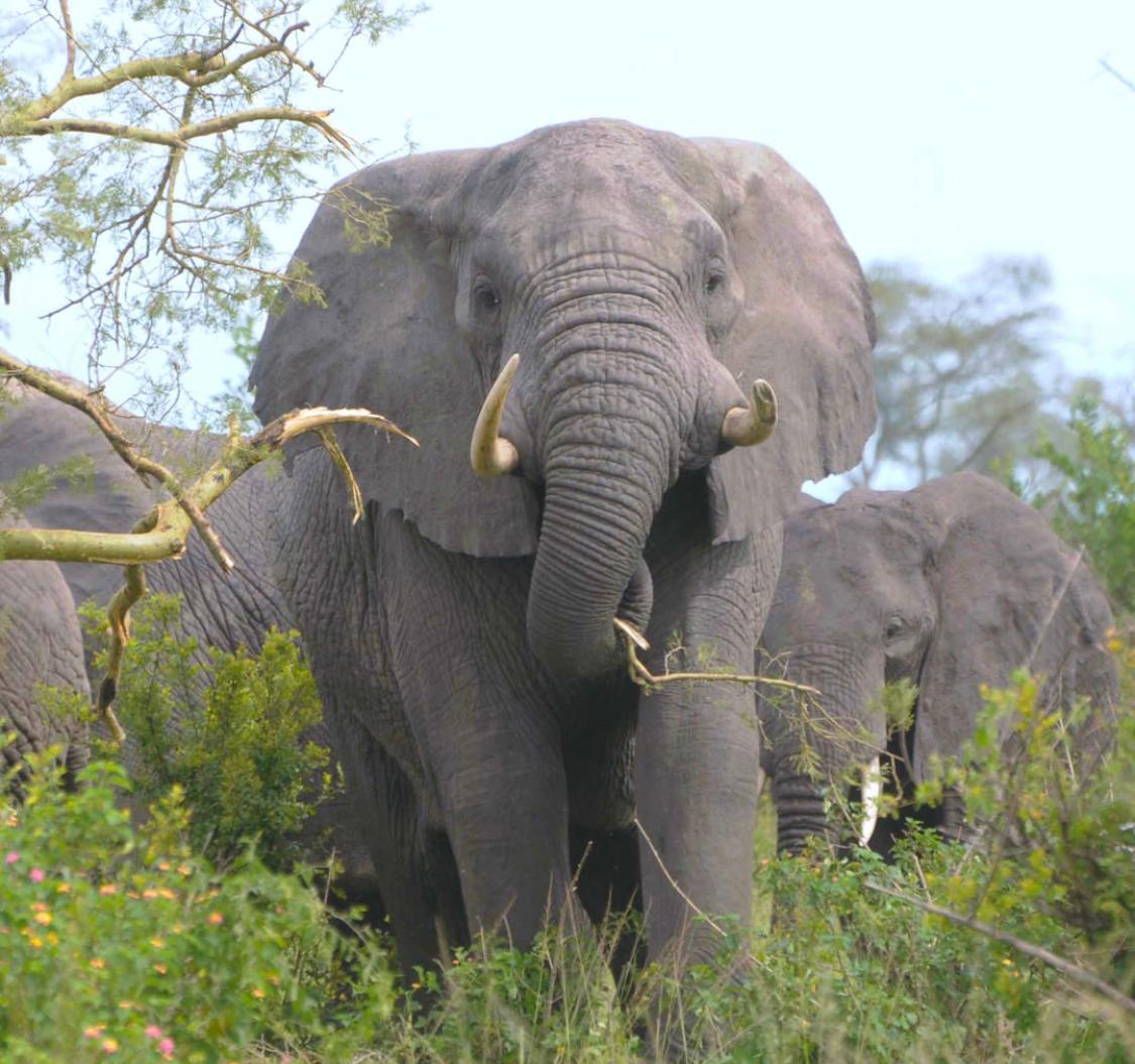 Image number 16 for 3 Days 2nights Tarangire, Manyara & Ngorongoro Crater