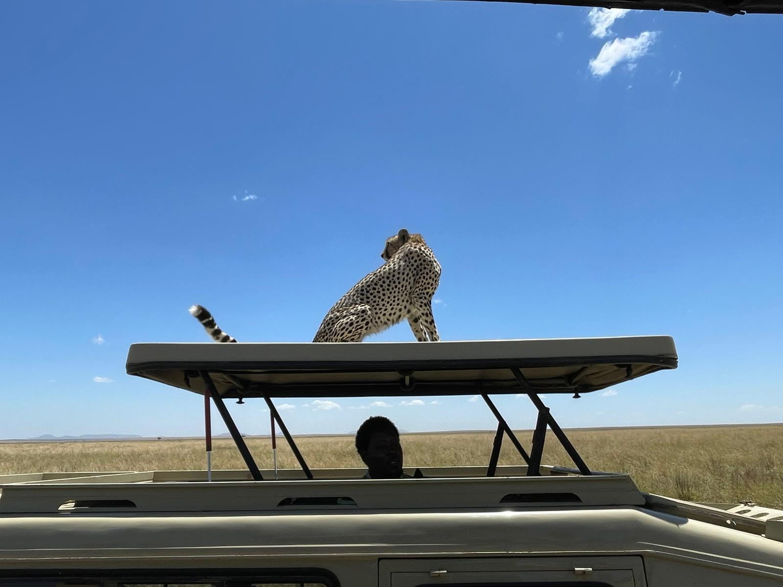 background image for -  Serengeti budget Safari with big five