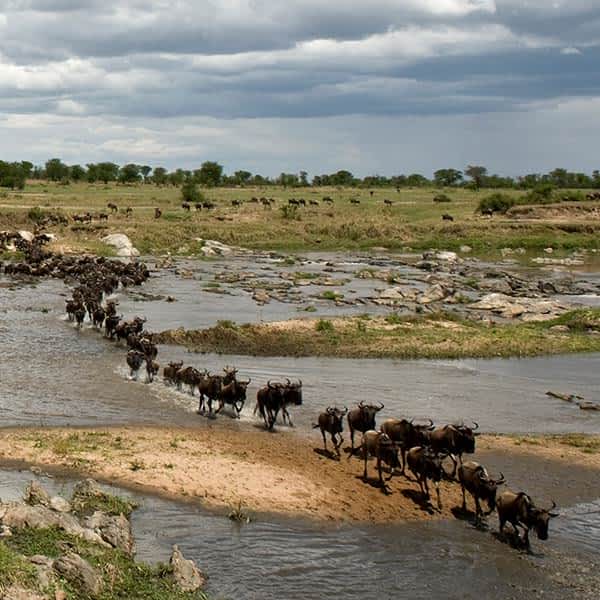 Image number 5 for 5 Days 4 Nights Serengeti,lake Manyara, Tarangire & Ngorongoro Crater