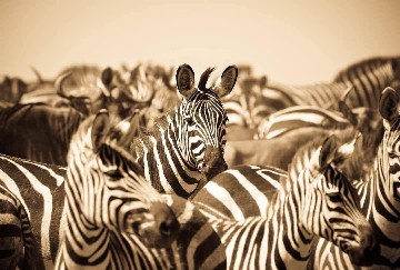 Image number 3 for Lake Manyara, Serengeti, Crater & Tarangire Park