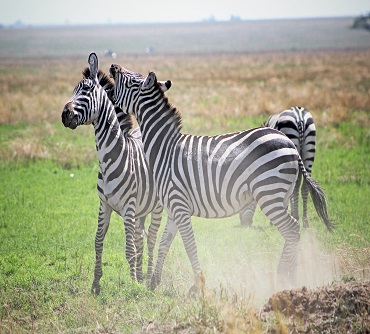 background image for - Tanzania Safari -8 Days Adventures
