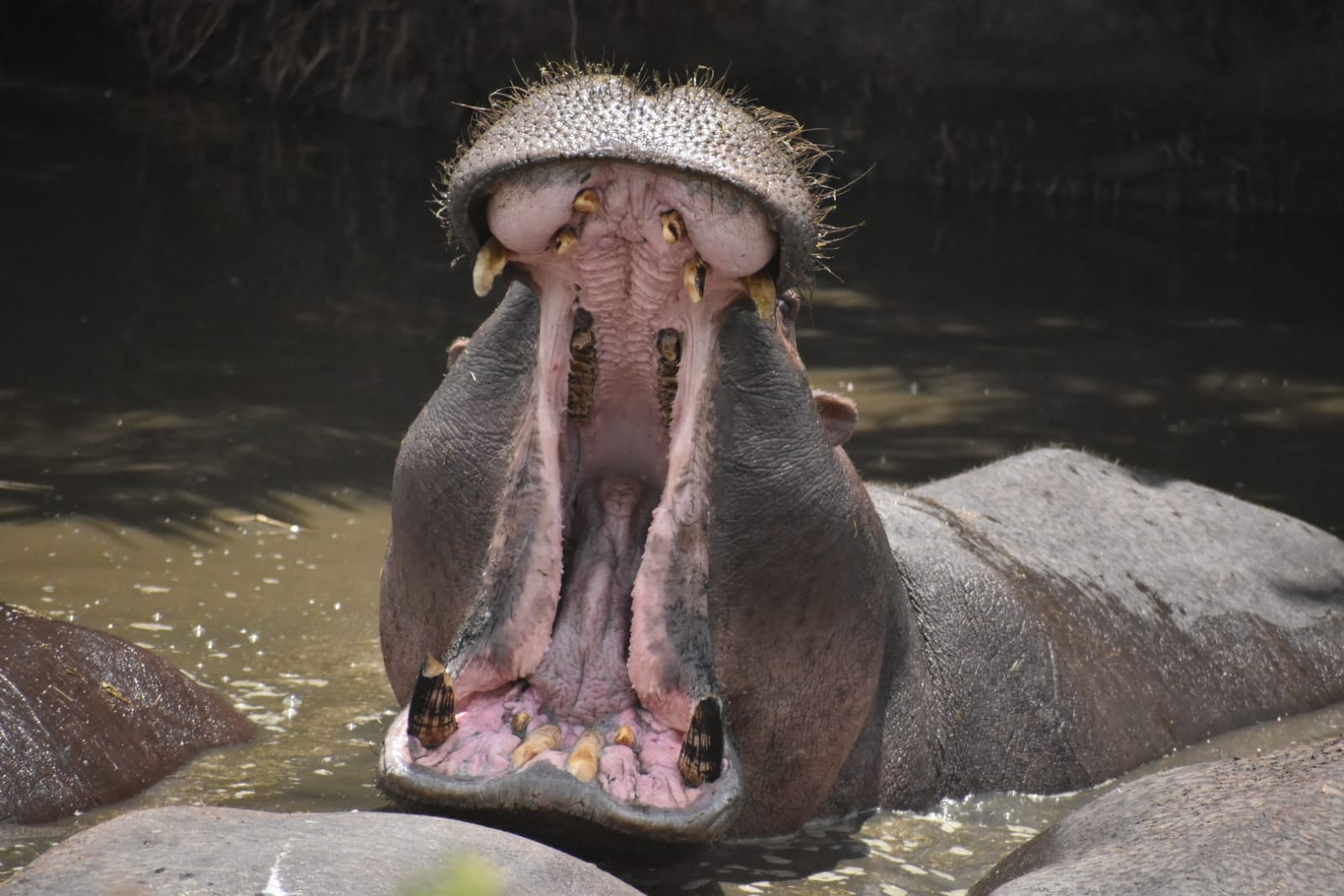 Image number 1 for Day Trip : Saadani National Park From Dar-es-salaam