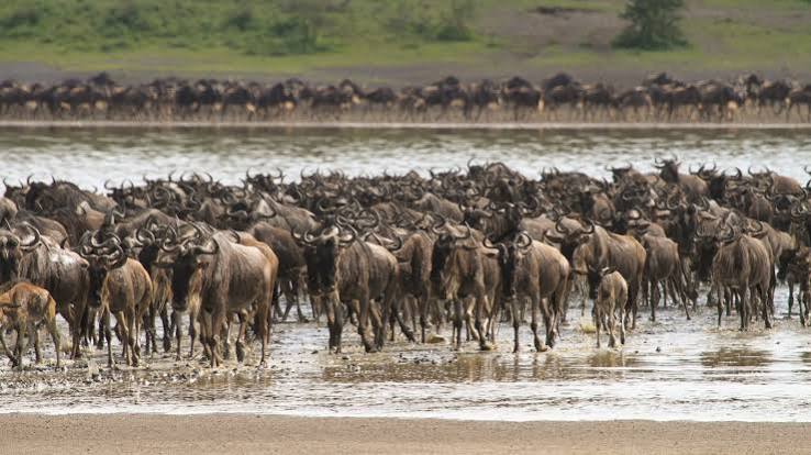 background image for -  Luxury Northern Tanzania Safari