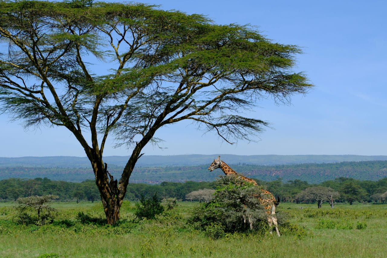 Image number 4 for 3 Days Lake Nakuru, Naivasha & Hell’s Gate Safari.