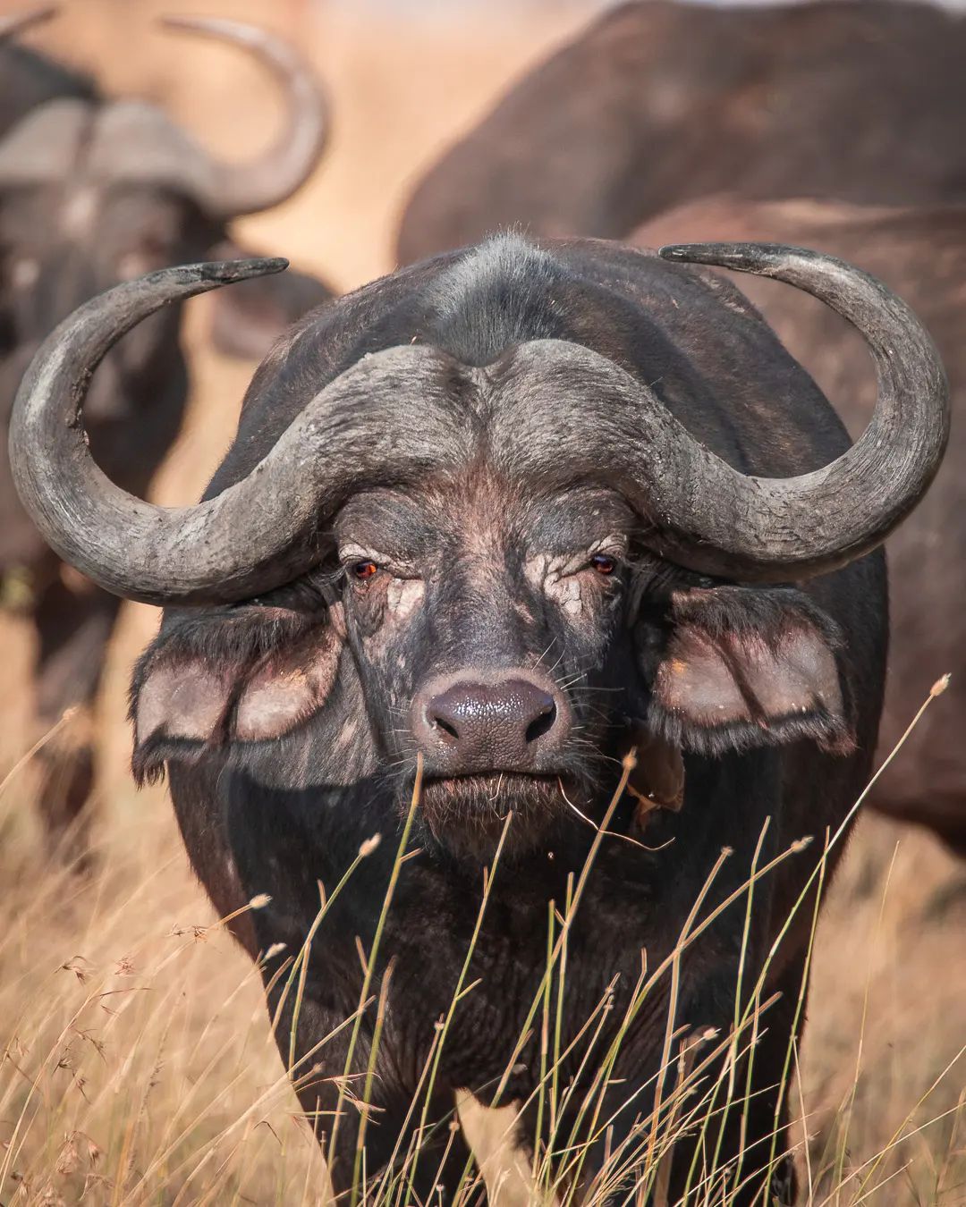 Image number 3 for 2 Days Safari- Tarangire & Ngorongoro