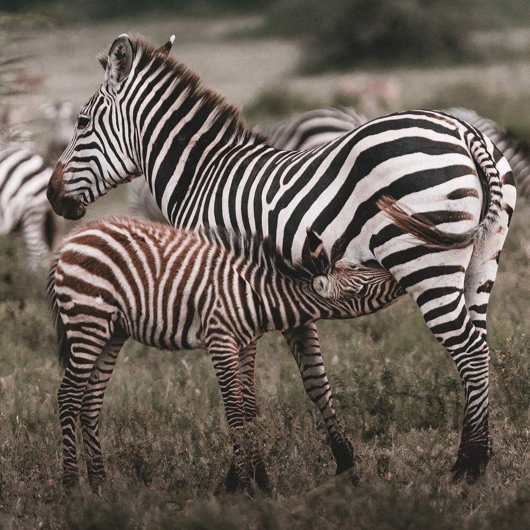 background image for -  5 Days Big 5 Tour And Culture