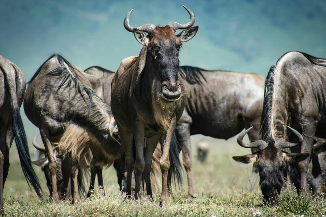 Image number 3 for 7-Day Experience Big Five, Magical Migration In Tanzania