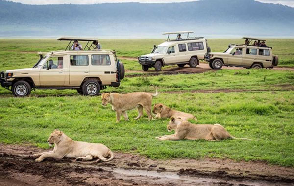 background image for - Explore A Safari To Manyara & Ngorongoro