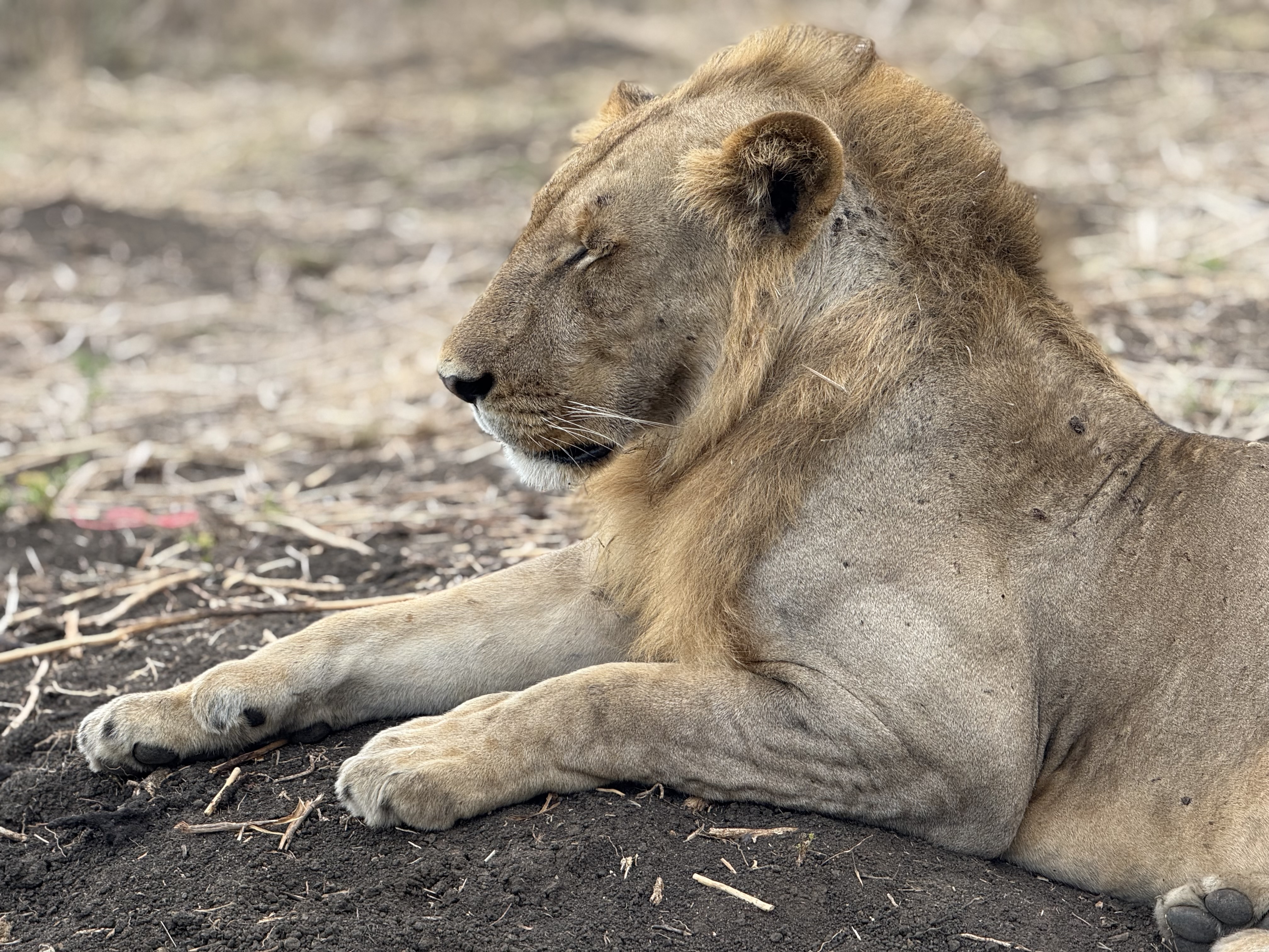 background image for - Safari To Mikumi By Sgr Train From Dar Es Salaam