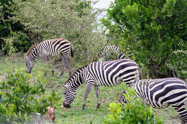 background image for - 3 Days Tanzania Luxury Safari