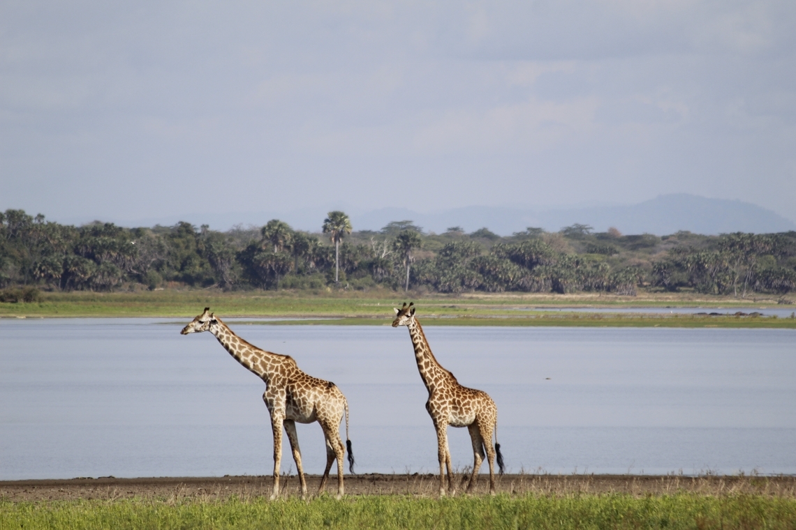 Image number 5 for 2-Day Comfort Safari Experience To Nyerere National Park