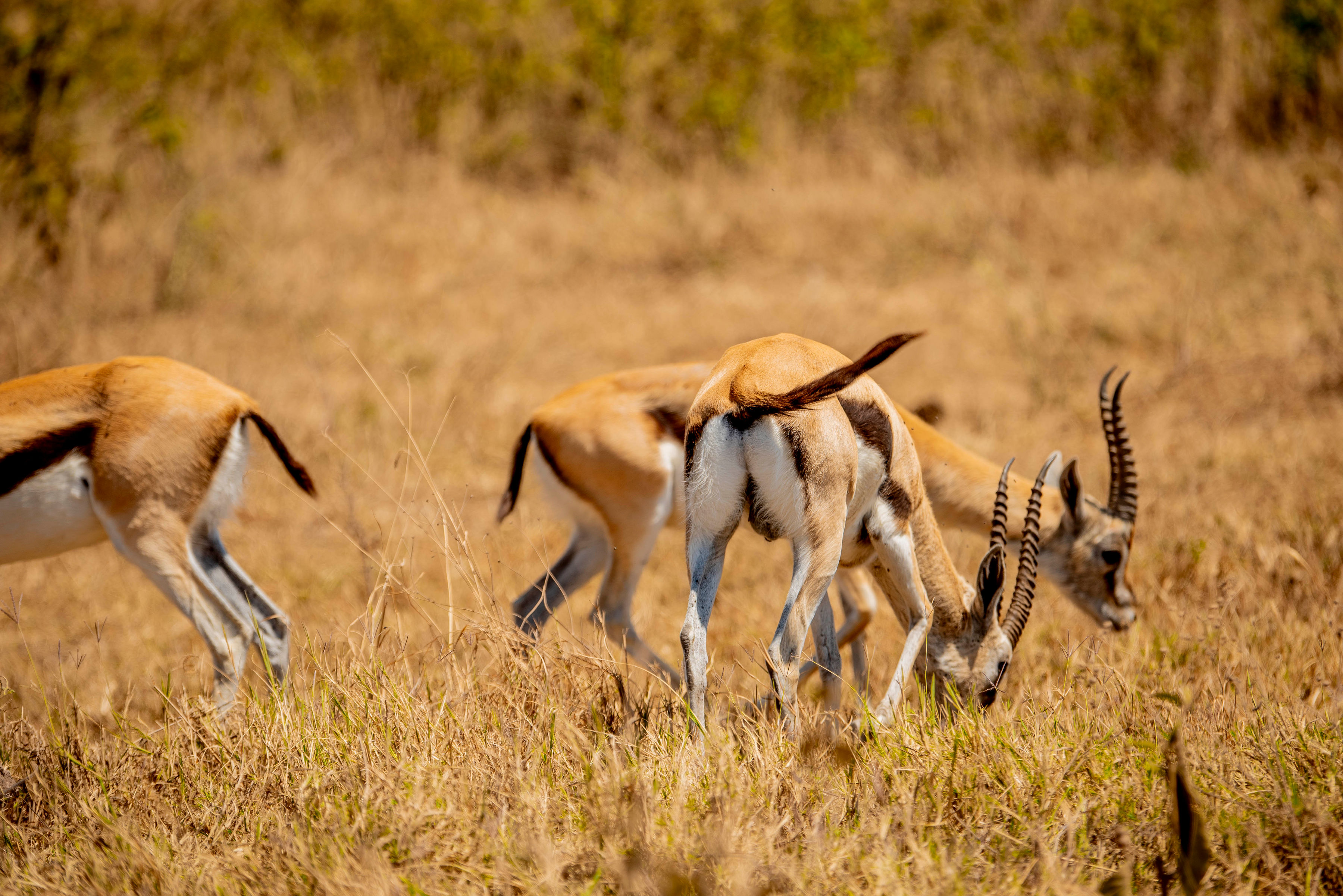 Image number 1 for  Exclusive Private Safari Adventure